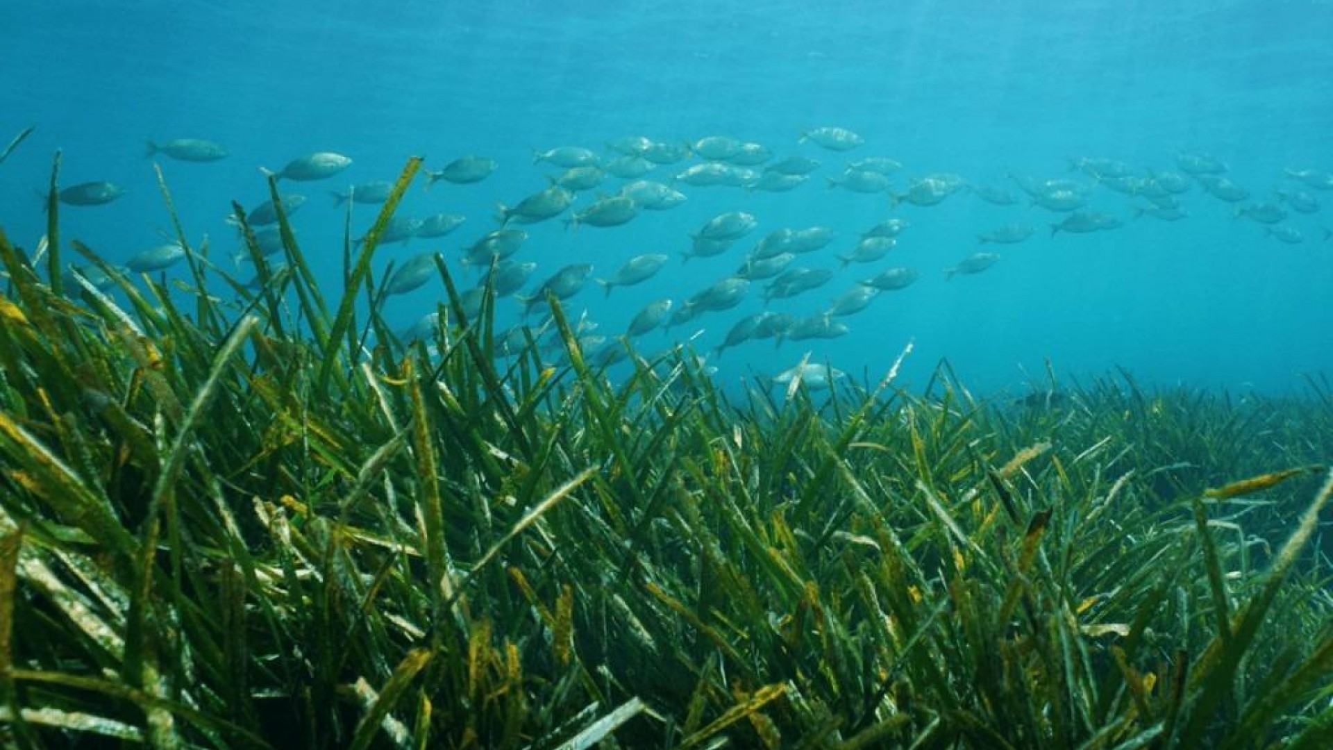 Nybyggd - Fristående villa -
Benissa - Racó Del Galeno