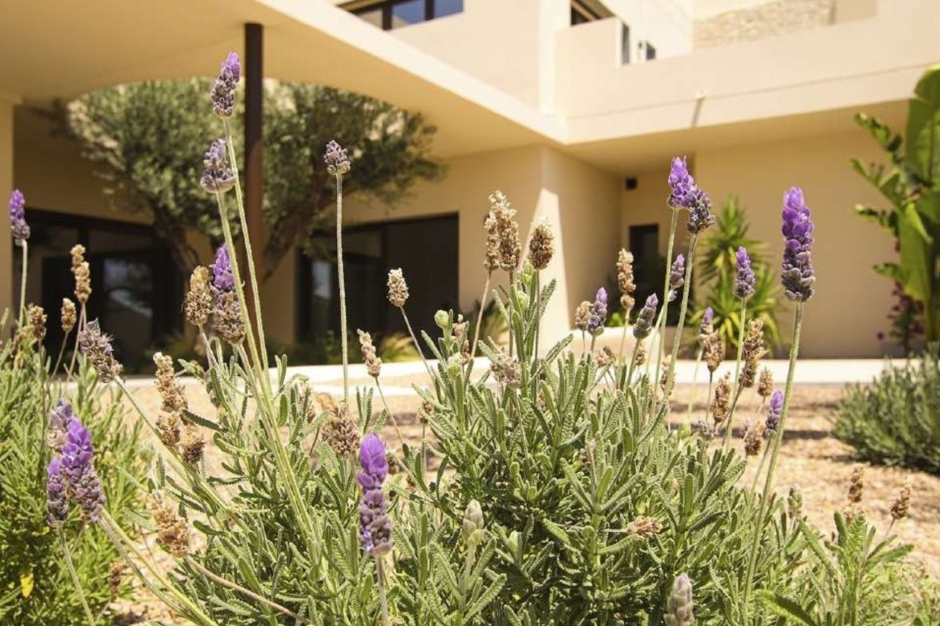 Obra Nueva - Chalet Independiente -
La Marina