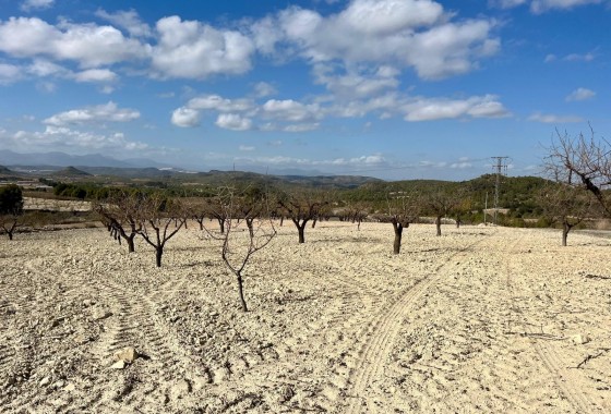 Parcela / Terreno - Venta - Bullas - Bullas