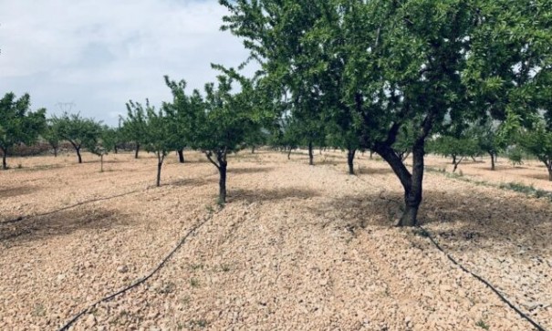 Parcela Terreno - Venta - La Romana - La Romana