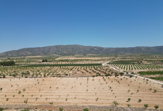 Parcela / Terreno - Venta - Pinoso - Pinoso