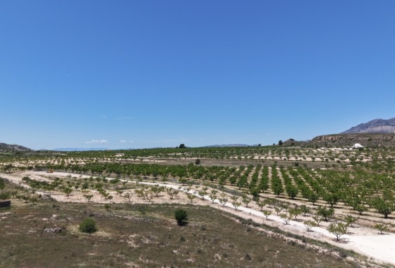 Parcela / Terreno - Venta - Pinoso - Pinoso