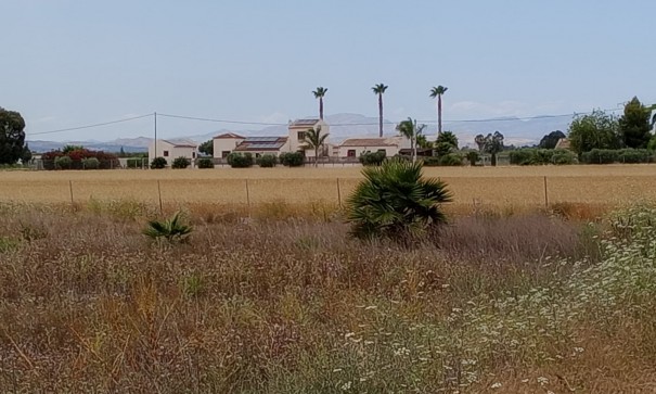 Parcela Terreno - Venta - San Fulgencio - San Fulgencio