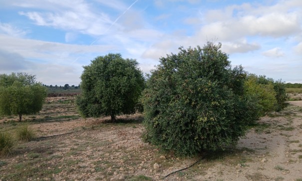 Parcela Terreno - Venta - Yecla - Yecla