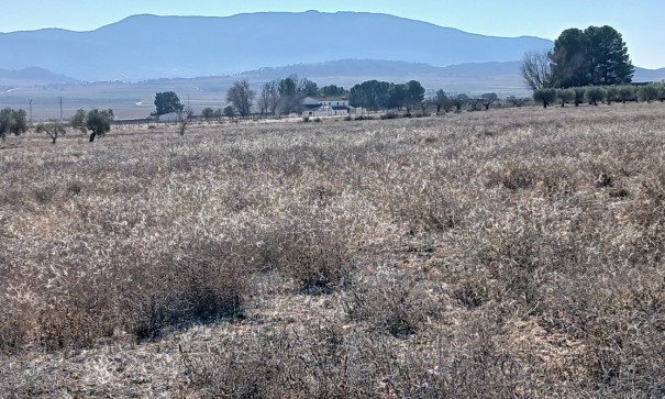 Parcela Terreno - Venta - Yecla - Yecla