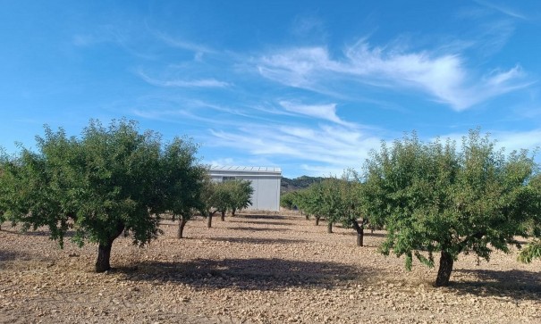 Parcela Terreno - Venta - Yecla - Yecla