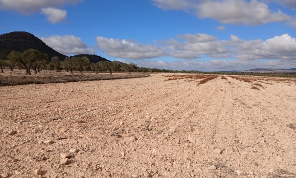 Parcela Terreno - Venta - Yecla - Yecla