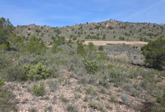 Parcela Terreno - Venta - Yecla -
                Yecla