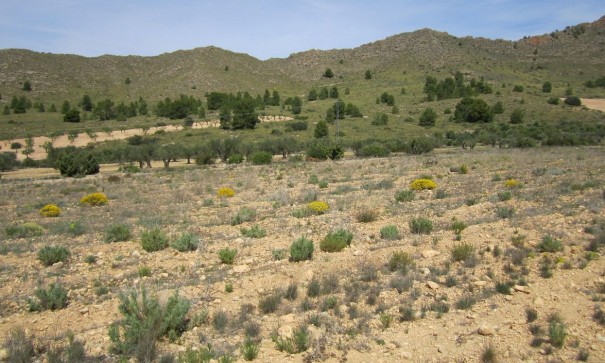 Parcela Terreno - Venta - Yecla - Yecla