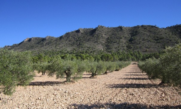 Parcela Terreno - Venta - Yecla - Yecla