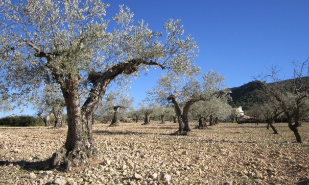 Parcela Terreno - Venta - Yecla - Yecla