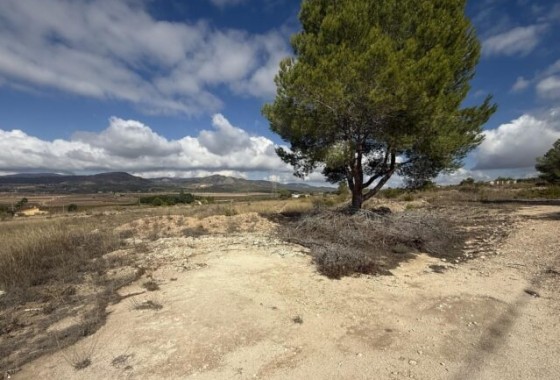 Parcelle Terrain - Revente -
        Monóvar - C7I-11353