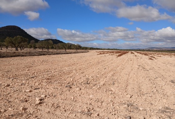 Parcelle Terrain - Revente -
        Yecla - C5E-20570