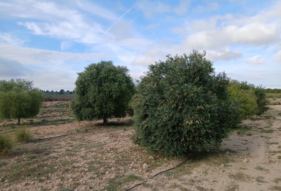 Parcelle Terrain - Revente -
        Yecla - C5E-59852