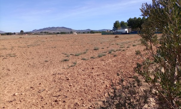 Parcelle Terrain - Revente - Yecla - Yecla