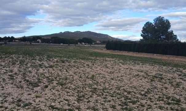 Parcelle Terrain - Revente - Yecla - Yecla