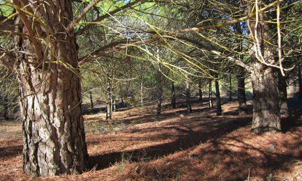 Parcelle Terrain - Revente - Yecla - Yecla