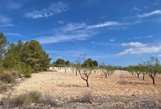 Plot / Land - Resale - La Zarza - La Zarza