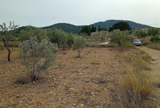 Plot / Land - Resale - Monóvar -
                Monóvar