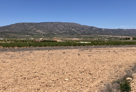 Plot / Land - Resale - Pinoso - Lel