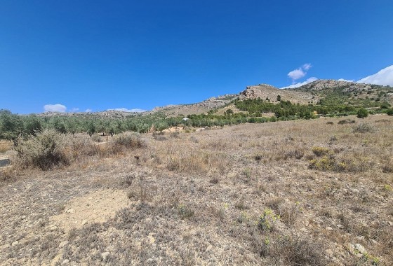 Plot / Land - Resale - Sax -
                SAX