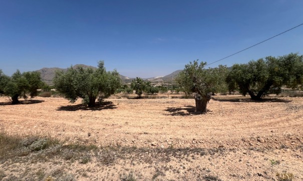 Plot Land - Sale - Barbarroja - Barbarroja