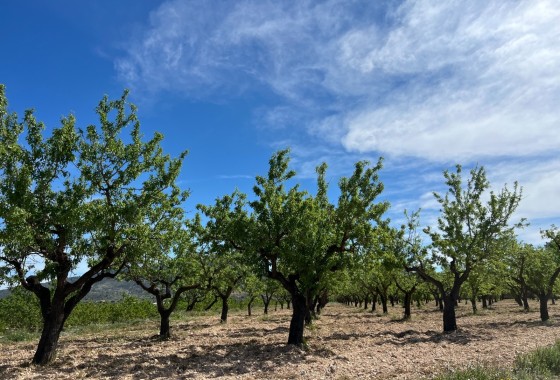 Plot Land - Sale - Hondón de los Fráiles -
                Hondón de los Fráiles