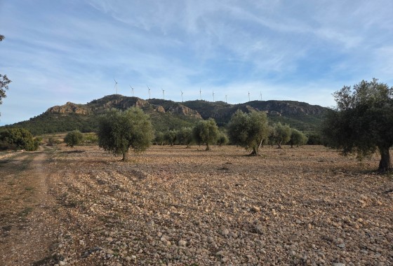 Plot Land - Sale - Jumilla -
                Jumilla