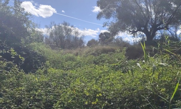 Plot Land - Sale - Moratalla - Moratalla