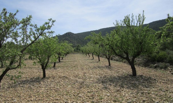 Plot Land - Sale - Yecla - Yecla