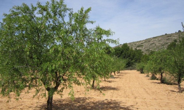 Plot Land - Sale - Yecla - Yecla