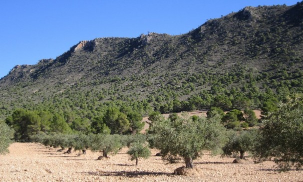 Plot Land - Sale - Yecla - Yecla