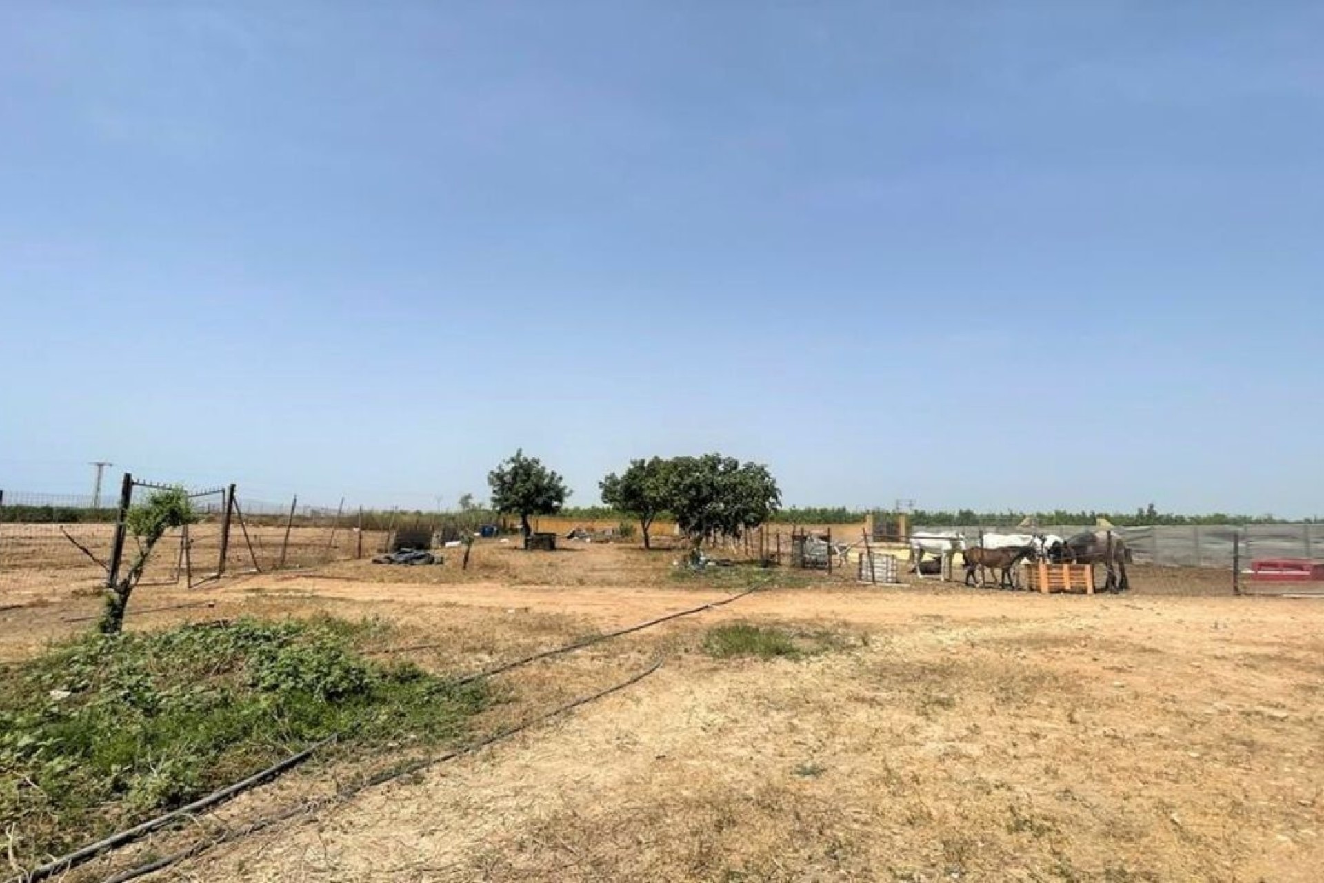 Resale - Commercial -
Balsicas - Torre Pacheco