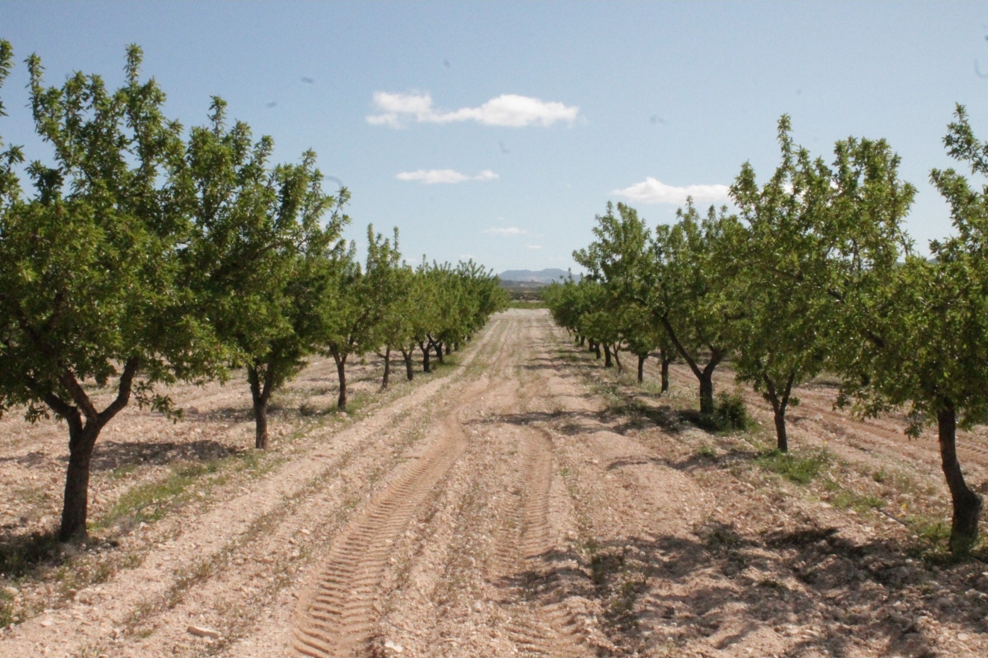 Resale - Finca - Country Property -
Cañada del Trigo - Canada del Trigo Murcia
