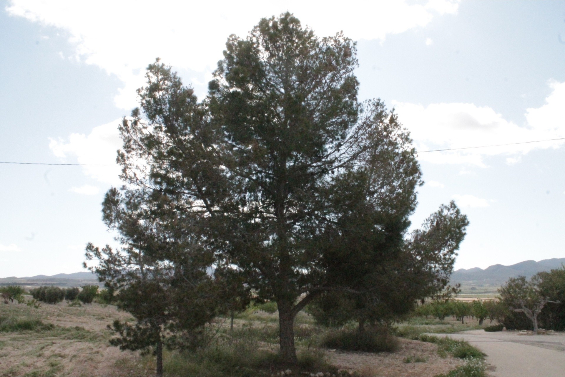 Resale - Finca - Country Property -
Cañada del Trigo - Canada del Trigo Murcia