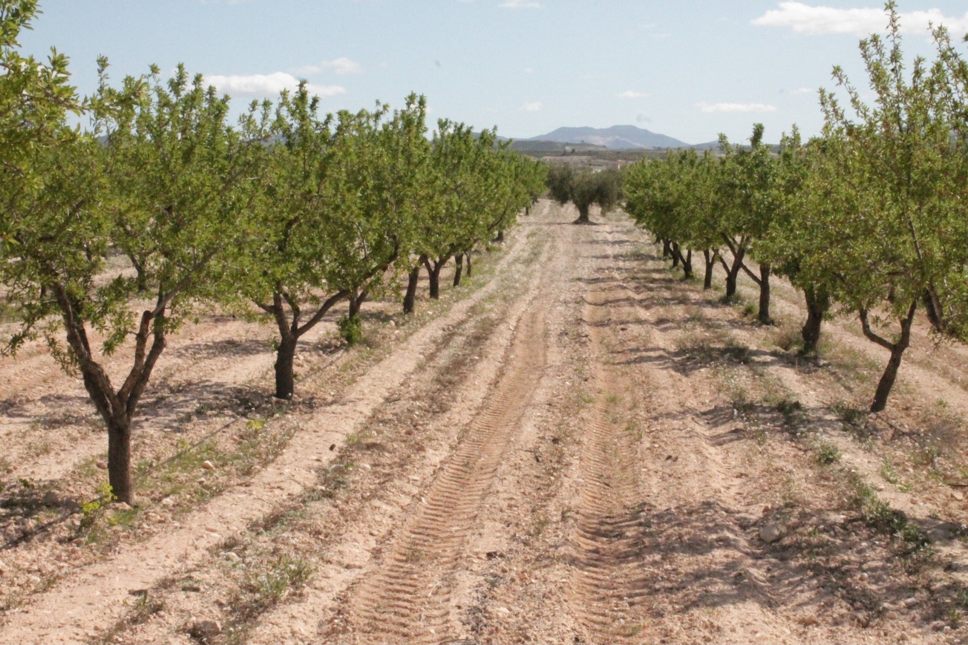 Resale - Finca - Country Property -
Cañada del Trigo - Canada del Trigo Murcia