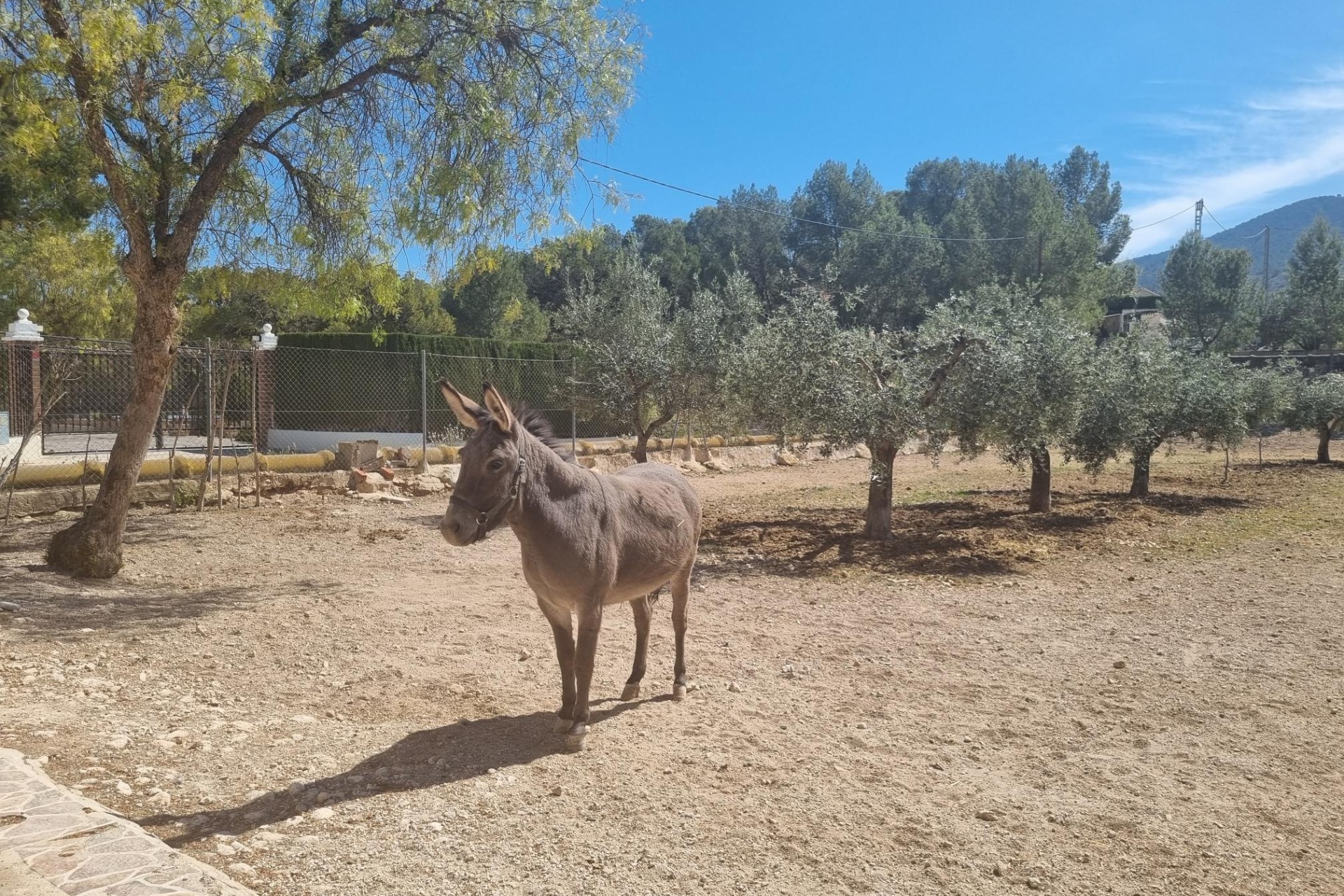 Resale - Finca - Country Property -
Hondón de las Nieves