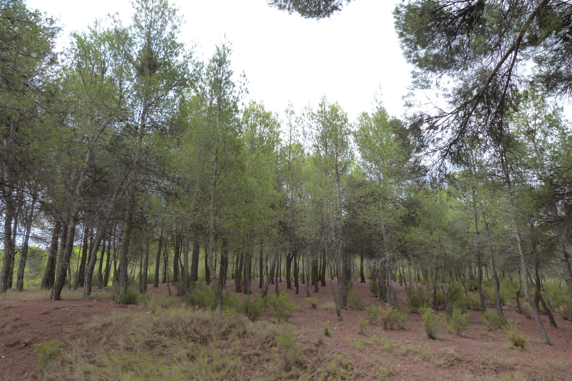 Resale - Finca - Country Property -
Ibi - Ibi - Country