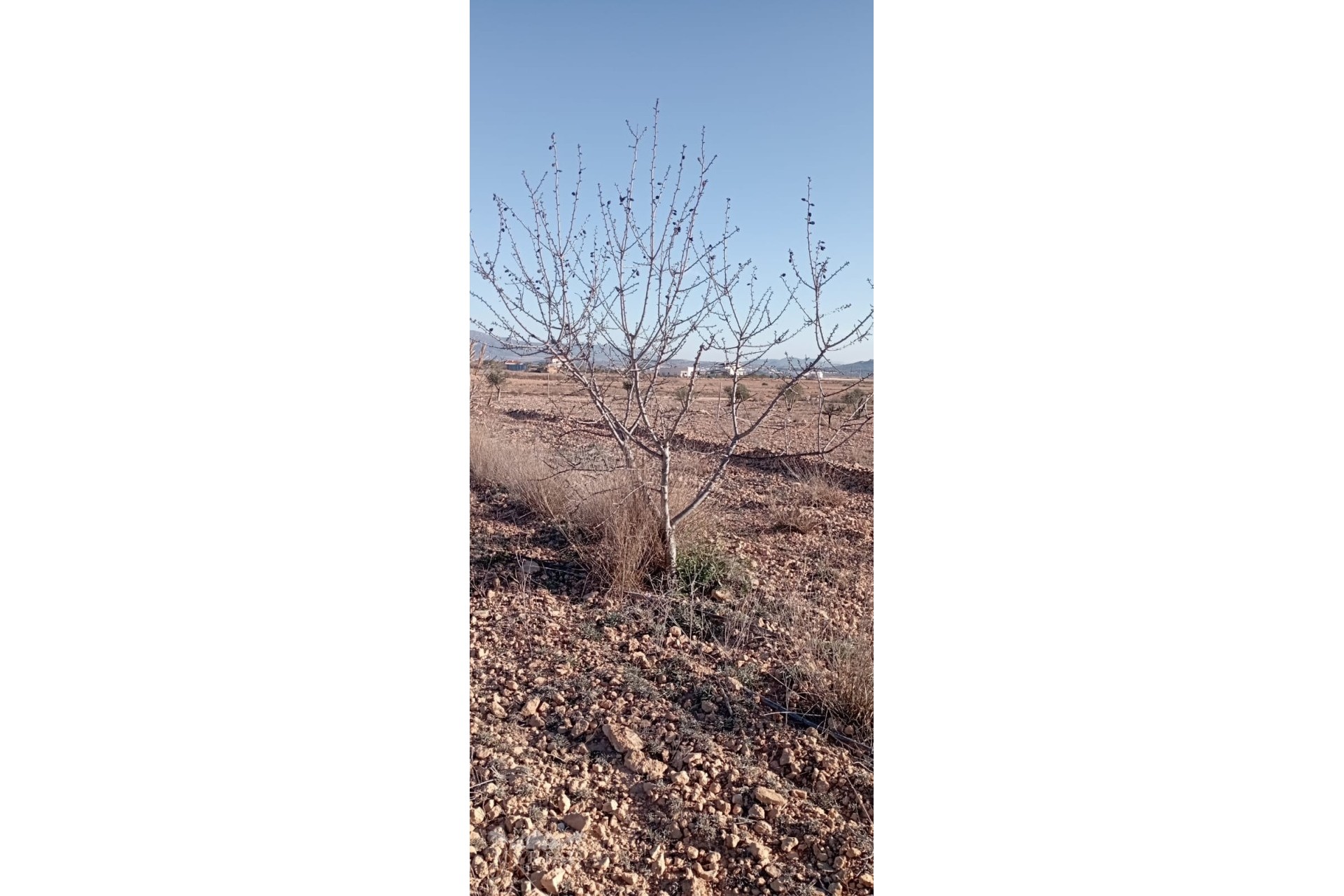 Resale - Finca - Country Property -
Pinoso - Pinoso Alicante