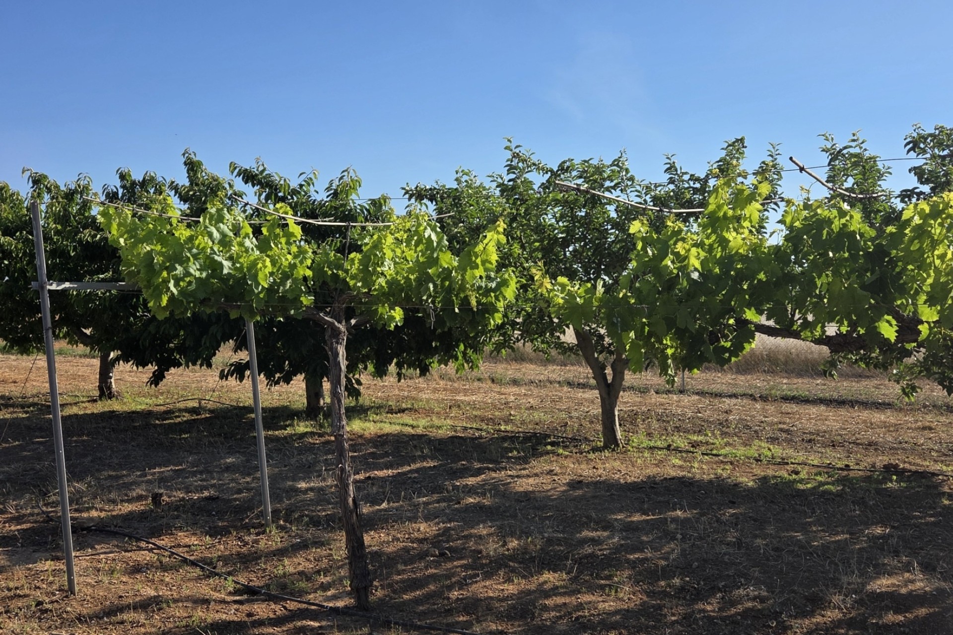 Resale - Finca - Country Property -
Yecla