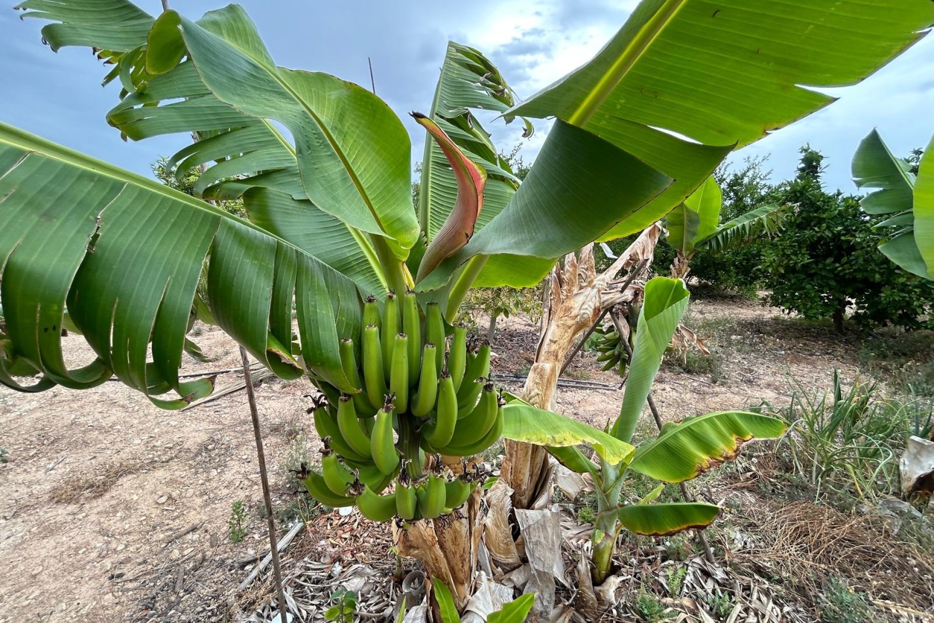 Resale - Finca Landgut -
Albatera