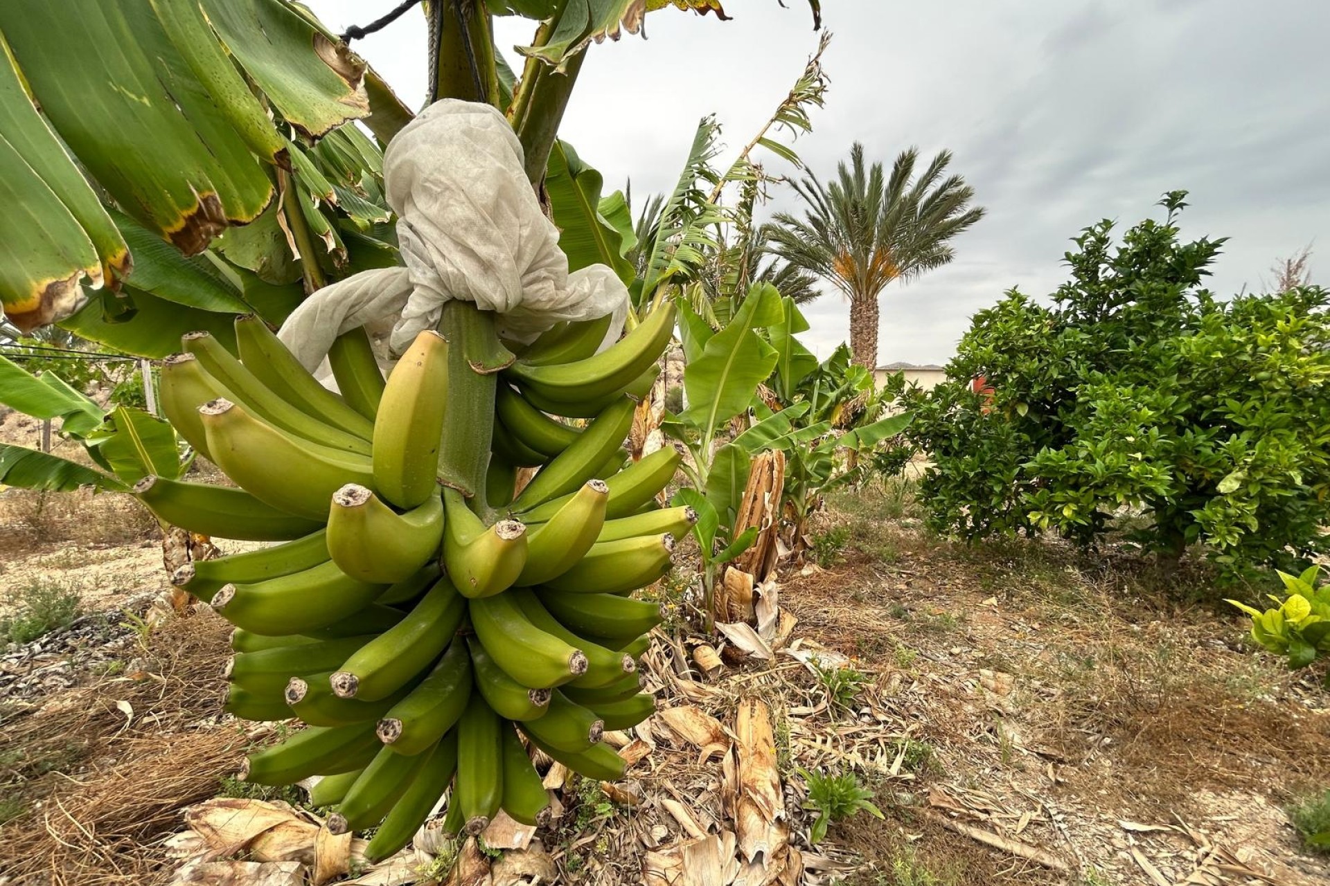 Resale - Finca Landgut -
Albatera