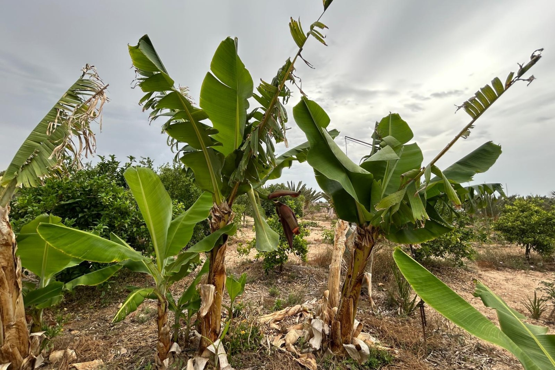 Resale - Finca Landgut -
Albatera