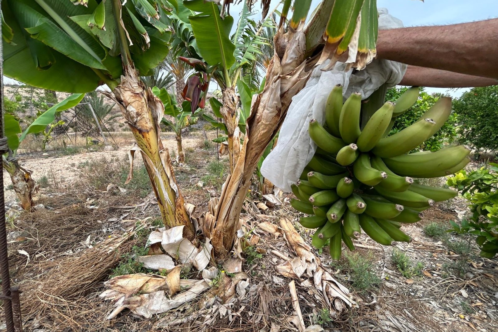 Resale - Finca Landgut -
Albatera