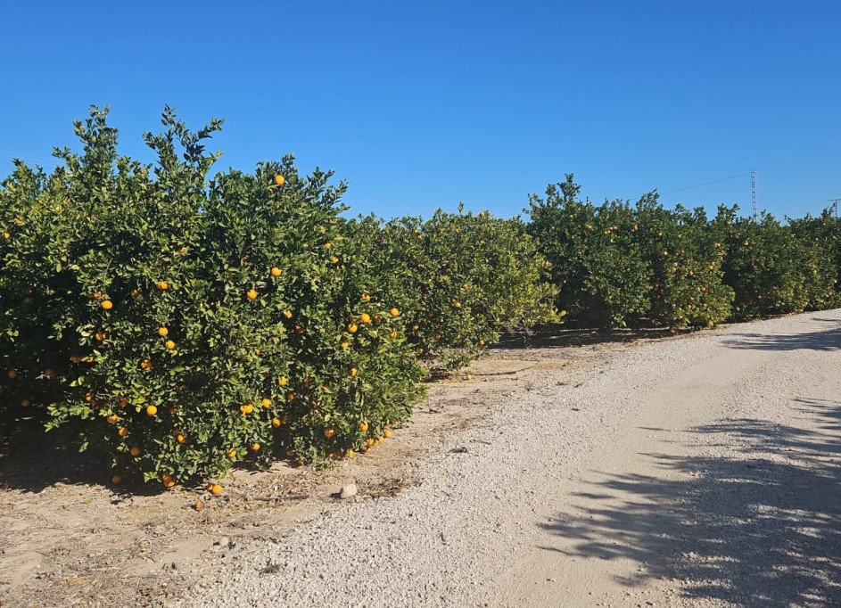 Resale - Finca Landgut -
Albatera