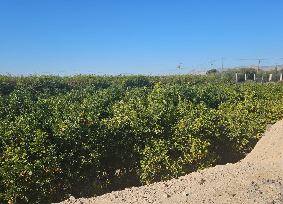 Resale - Finca Landgut -
Albatera