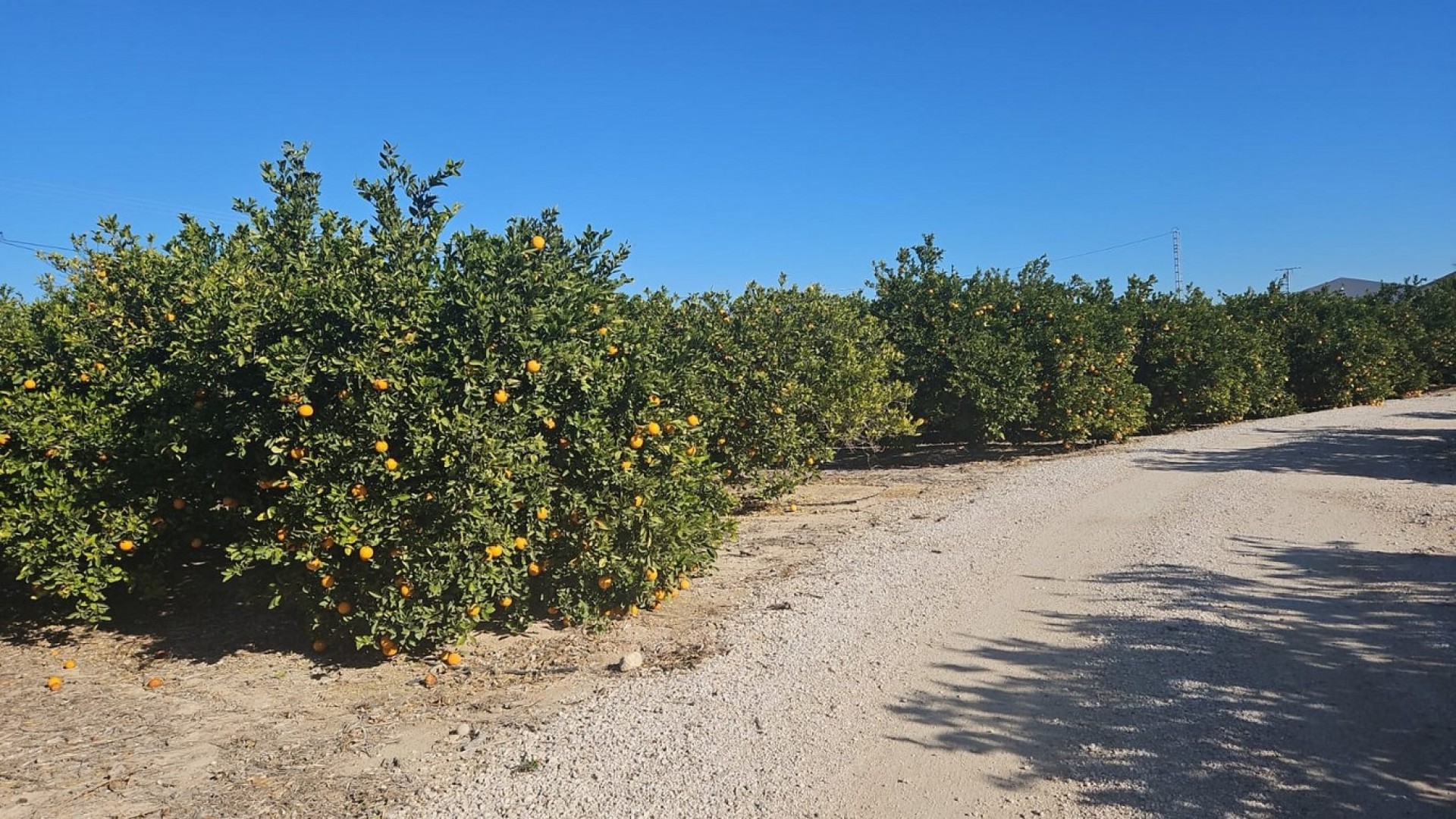 Resale - Finca Landgut -
Albatera