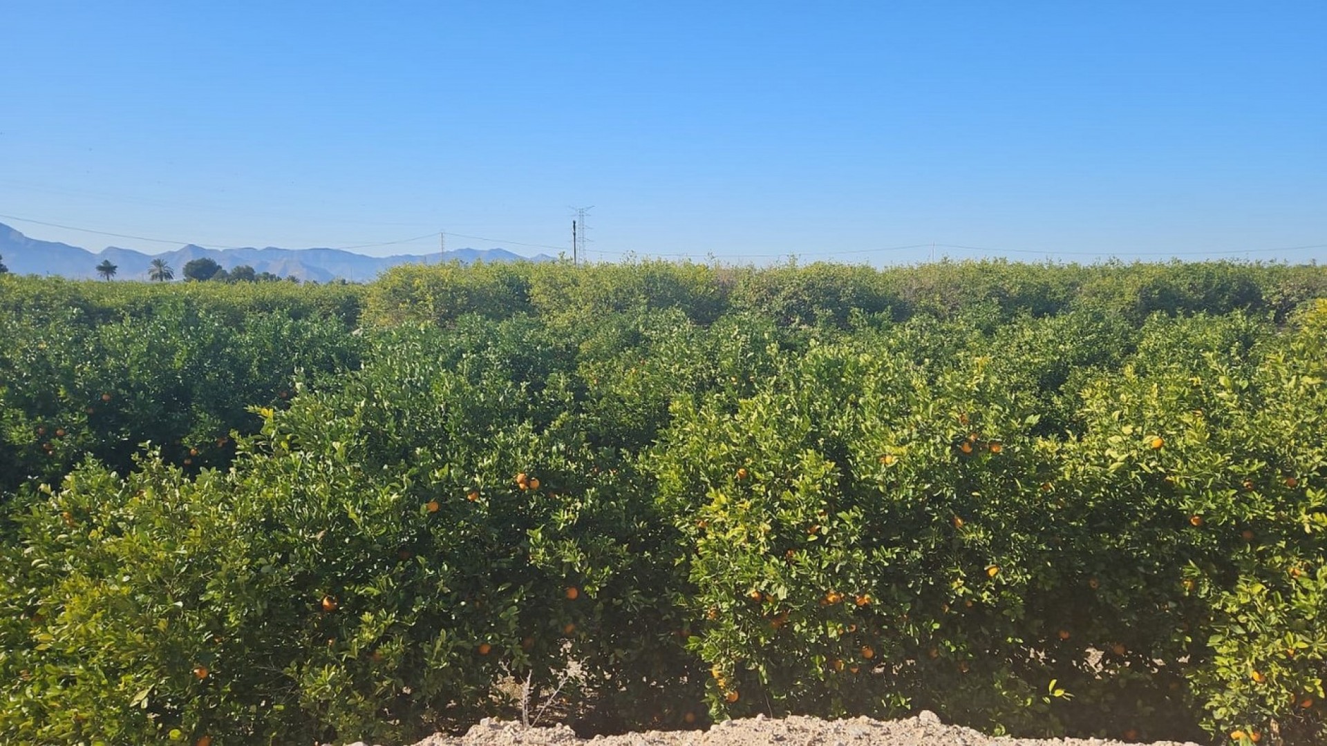 Resale - Finca Landgut -
Albatera