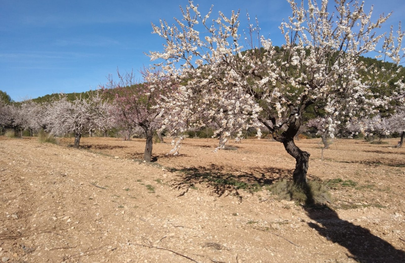 Resale - Finca Landgut -
Bullas