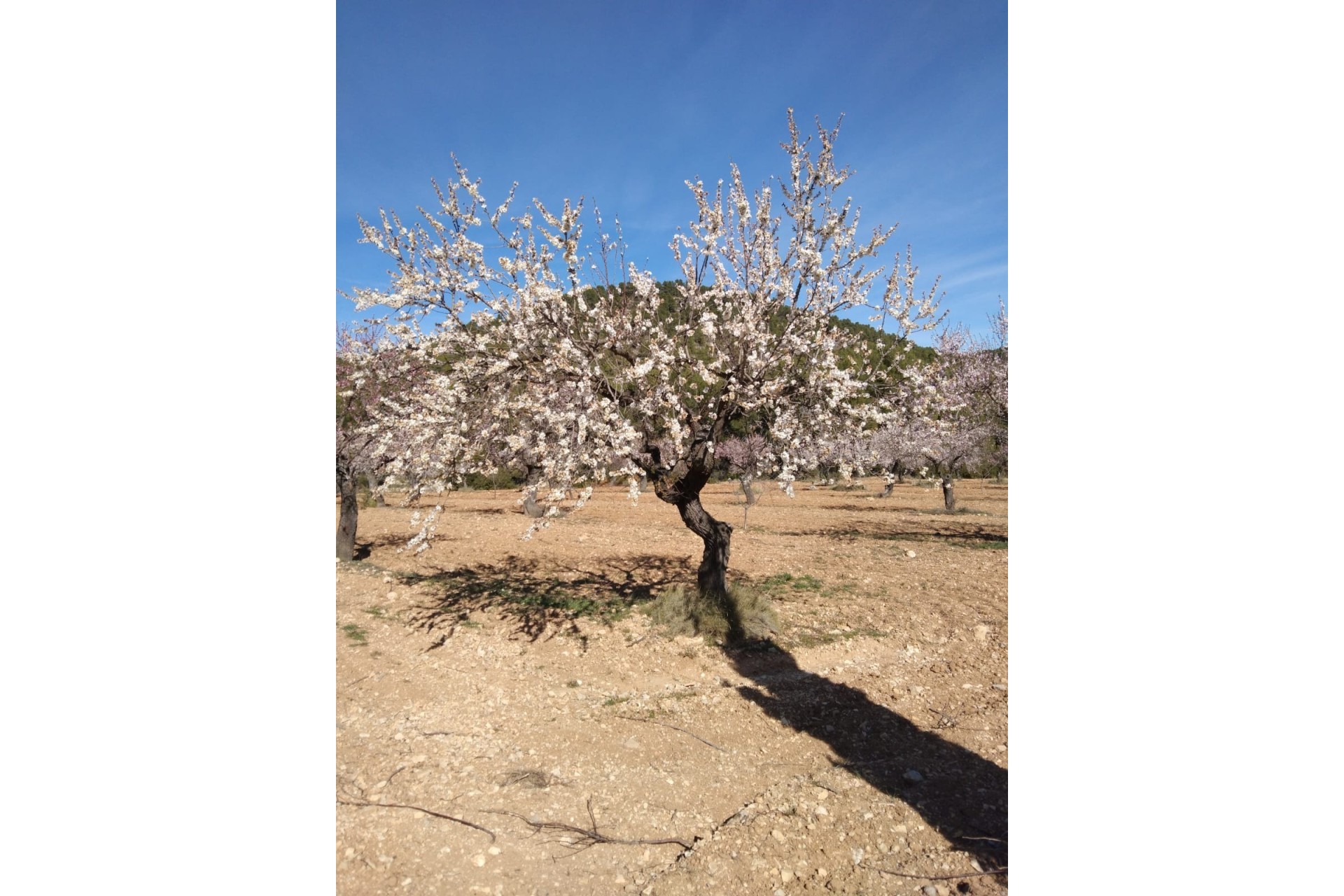 Resale - Finca Landgut -
Bullas